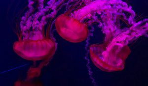 Preview wallpaper jellyfish, red, purple, water, underwater