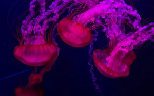 Preview wallpaper jellyfish, red, purple, water, underwater