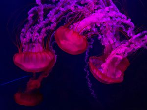 Preview wallpaper jellyfish, red, purple, water, underwater