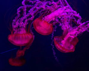 Preview wallpaper jellyfish, red, purple, water, underwater