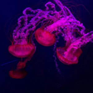 Preview wallpaper jellyfish, red, purple, water, underwater