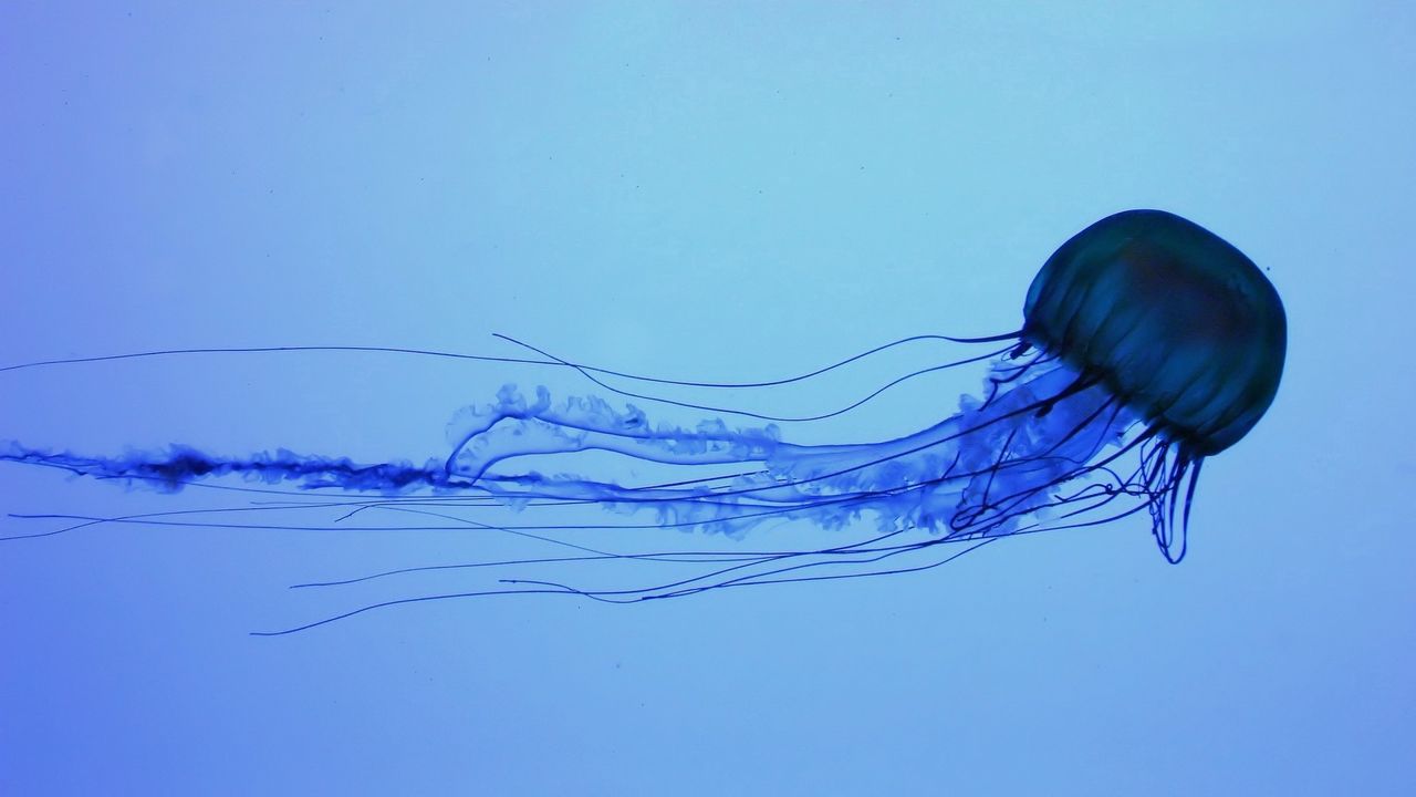 Wallpaper jellyfish, swim, underwater, dark
