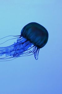 Preview wallpaper jellyfish, swim, underwater, dark