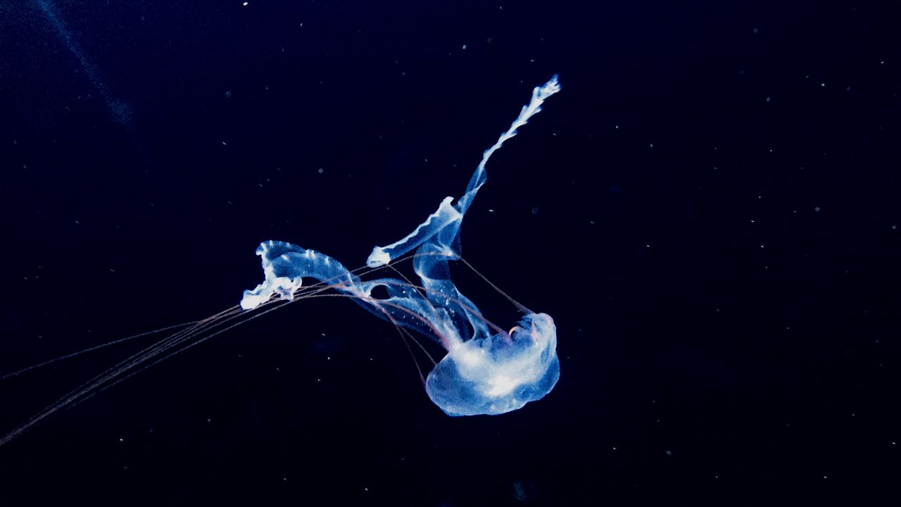 Wallpaper jellyfish, swim, underwater world, phosphorus