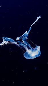 Preview wallpaper jellyfish, swim, underwater world, phosphorus