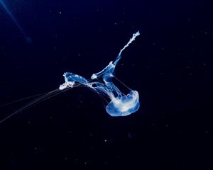 Preview wallpaper jellyfish, swim, underwater world, phosphorus