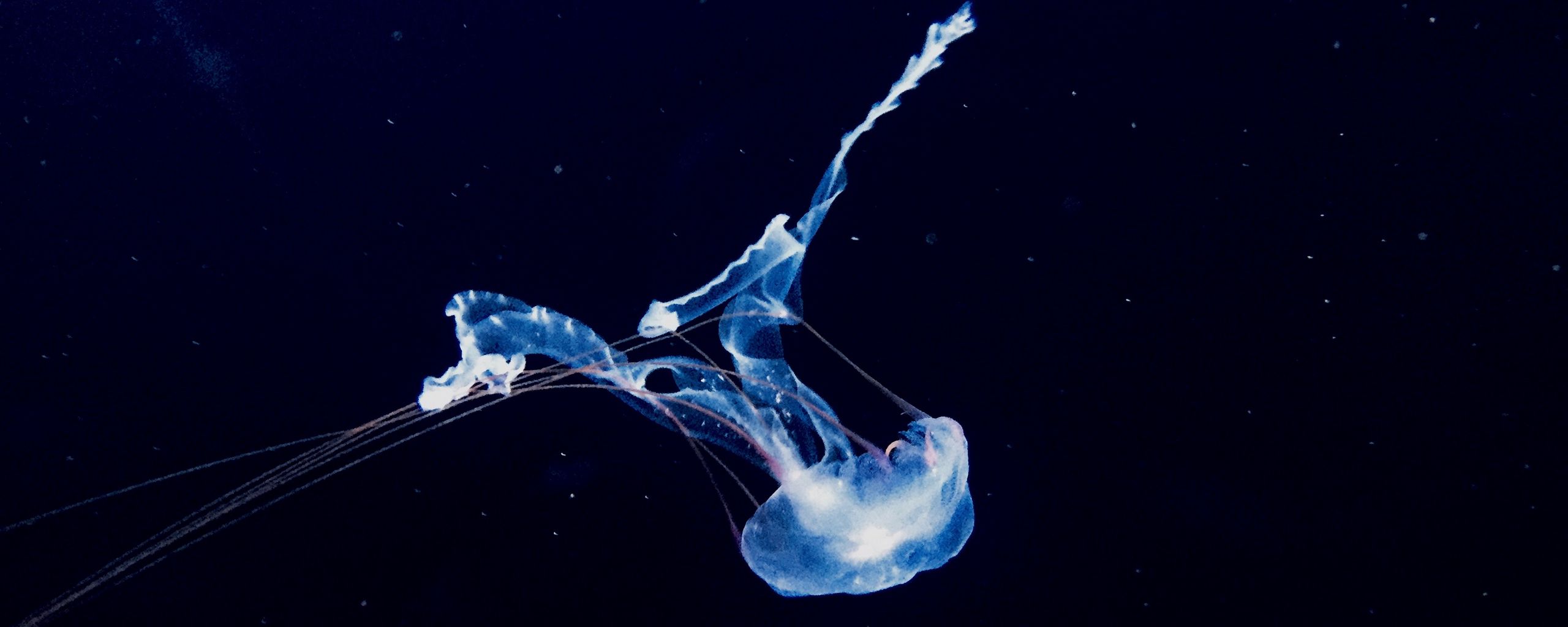 Download Wallpaper 2560x1024 Jellyfish Swim Underwater World