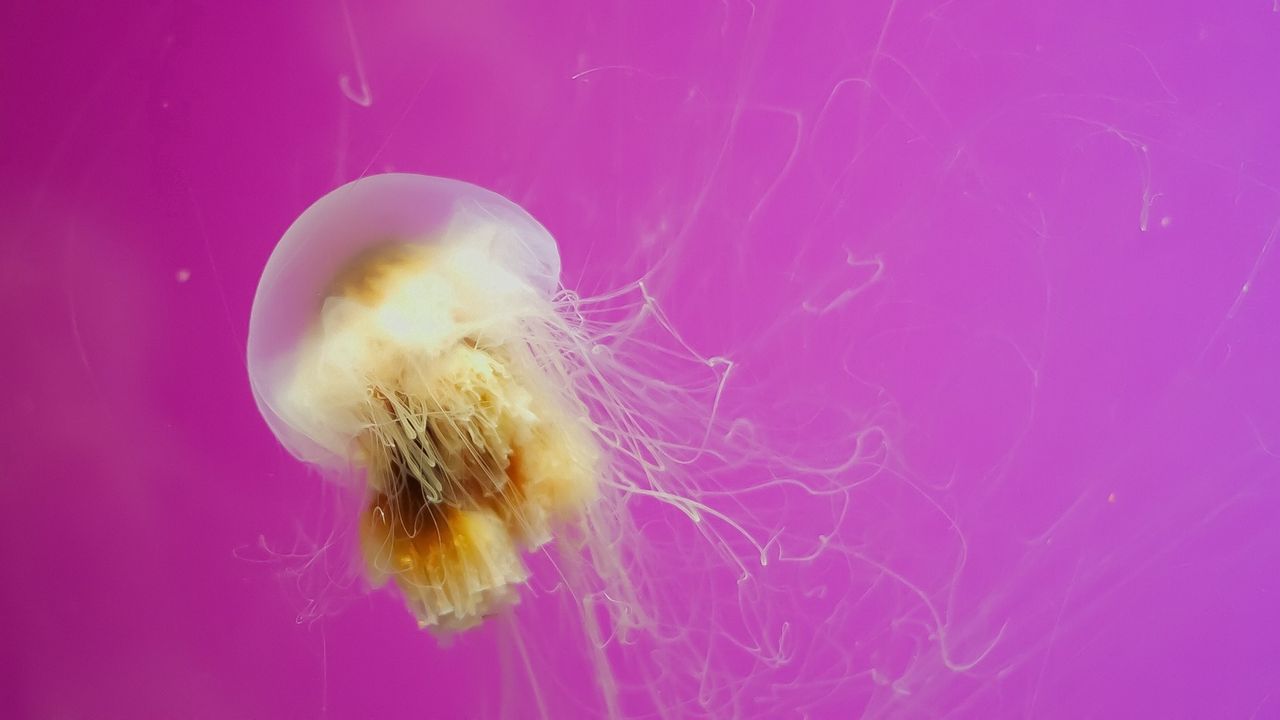 Wallpaper jellyfish, swimming, creature