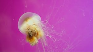 Preview wallpaper jellyfish, swimming, creature