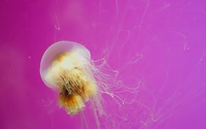 Preview wallpaper jellyfish, swimming, creature