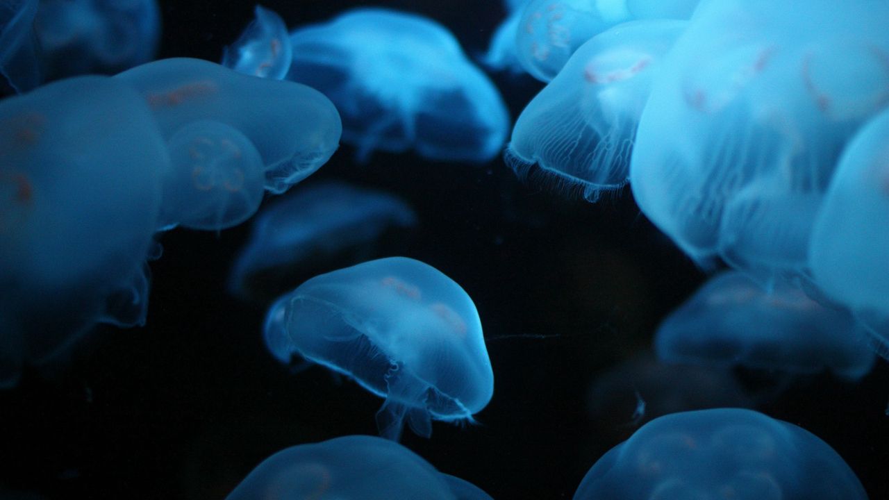Wallpaper jellyfish, swimming, underwater