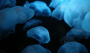 Preview wallpaper jellyfish, swimming, underwater