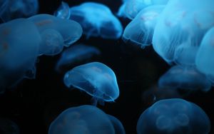 Preview wallpaper jellyfish, swimming, underwater