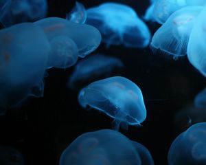 Preview wallpaper jellyfish, swimming, underwater