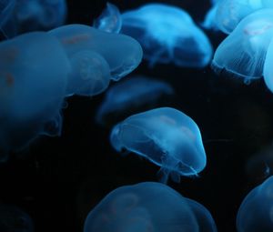 Preview wallpaper jellyfish, swimming, underwater