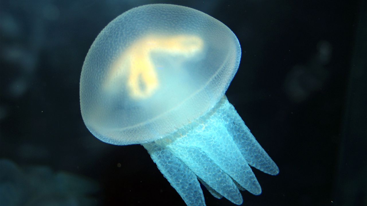 Wallpaper jellyfish, swimming, underwater, sea, ocean