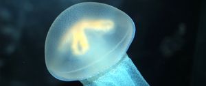 Preview wallpaper jellyfish, swimming, underwater, sea, ocean