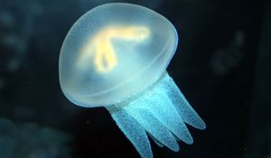 Preview wallpaper jellyfish, swimming, underwater, sea, ocean