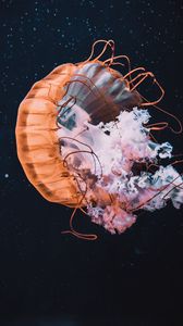 Preview wallpaper jellyfish, tentacle, beautiful, water