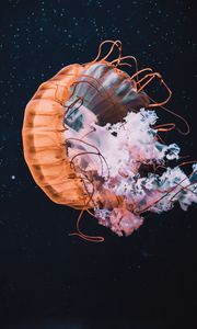 Preview wallpaper jellyfish, tentacle, beautiful, water