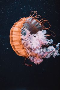Preview wallpaper jellyfish, tentacle, beautiful, water