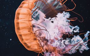 Preview wallpaper jellyfish, tentacle, beautiful, water