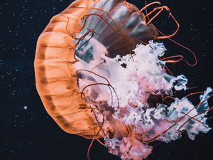 Preview wallpaper jellyfish, tentacle, beautiful, water