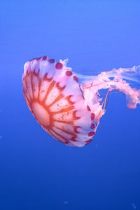 Preview wallpaper jellyfish, tentacle, beautiful, underwater world