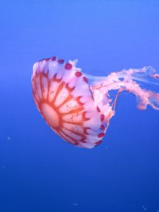 Preview wallpaper jellyfish, tentacle, beautiful, underwater world