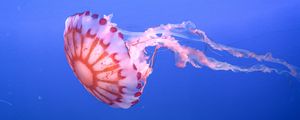 Preview wallpaper jellyfish, tentacle, beautiful, underwater world