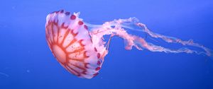 Preview wallpaper jellyfish, tentacle, beautiful, underwater world