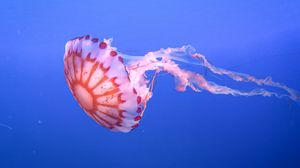 Preview wallpaper jellyfish, tentacle, beautiful, underwater world
