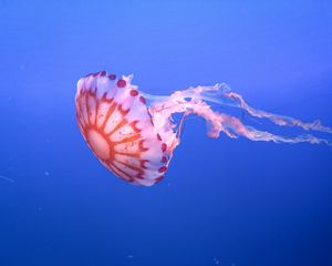 Preview wallpaper jellyfish, tentacle, beautiful, underwater world