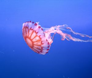 Preview wallpaper jellyfish, tentacle, beautiful, underwater world