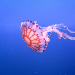 Preview wallpaper jellyfish, tentacle, beautiful, underwater world