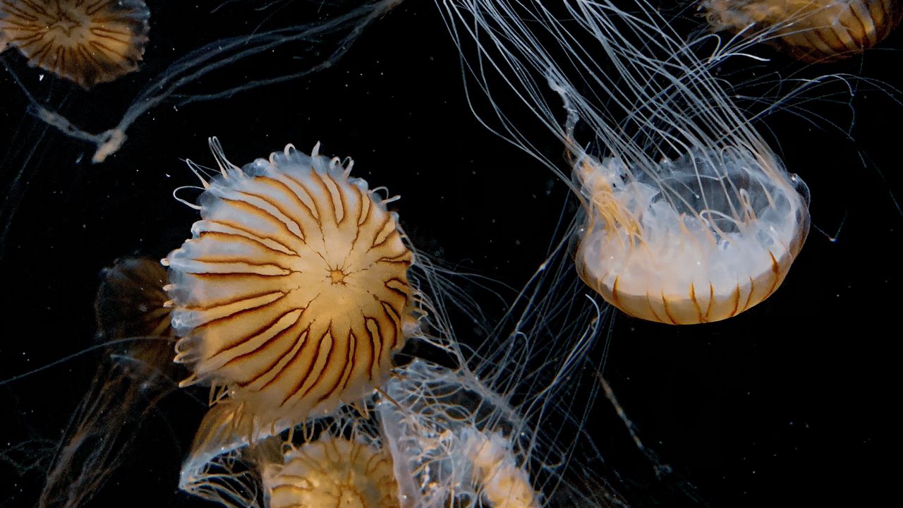 Wallpaper jellyfish, tentacle, beautiful, black