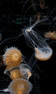 Preview wallpaper jellyfish, tentacle, beautiful, black