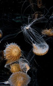 Preview wallpaper jellyfish, tentacle, beautiful, black