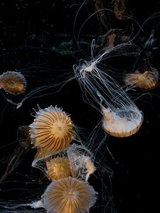 Preview wallpaper jellyfish, tentacle, beautiful, black