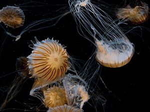 Preview wallpaper jellyfish, tentacle, beautiful, black