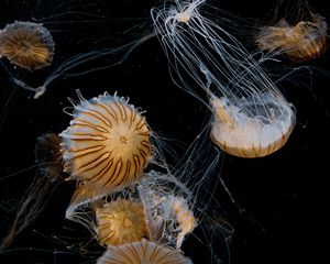 Preview wallpaper jellyfish, tentacle, beautiful, black