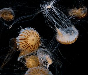Preview wallpaper jellyfish, tentacle, beautiful, black