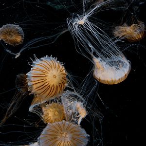 Preview wallpaper jellyfish, tentacle, beautiful, black