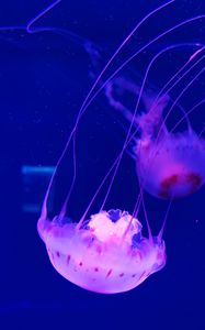 Preview wallpaper jellyfish, tentacle, beautiful, underwater world, water