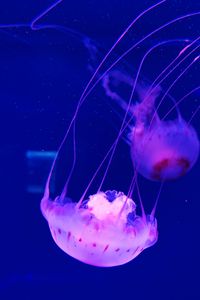 Preview wallpaper jellyfish, tentacle, beautiful, underwater world, water