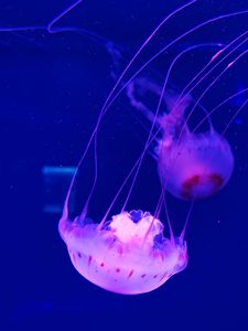 Preview wallpaper jellyfish, tentacle, beautiful, underwater world, water