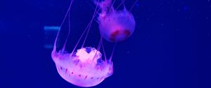 Preview wallpaper jellyfish, tentacle, beautiful, underwater world, water