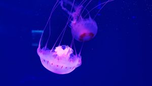 Preview wallpaper jellyfish, tentacle, beautiful, underwater world, water