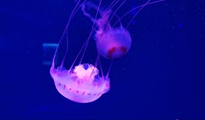 Preview wallpaper jellyfish, tentacle, beautiful, underwater world, water