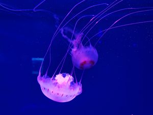 Preview wallpaper jellyfish, tentacle, beautiful, underwater world, water